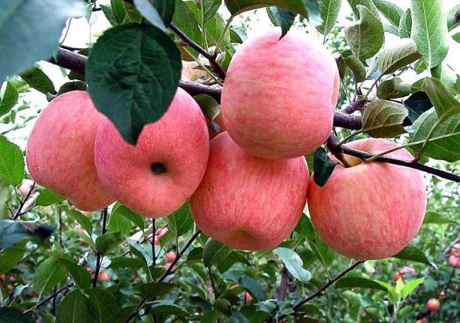 苹果缩果的危害,苹果缩叶病原因和治疗方法