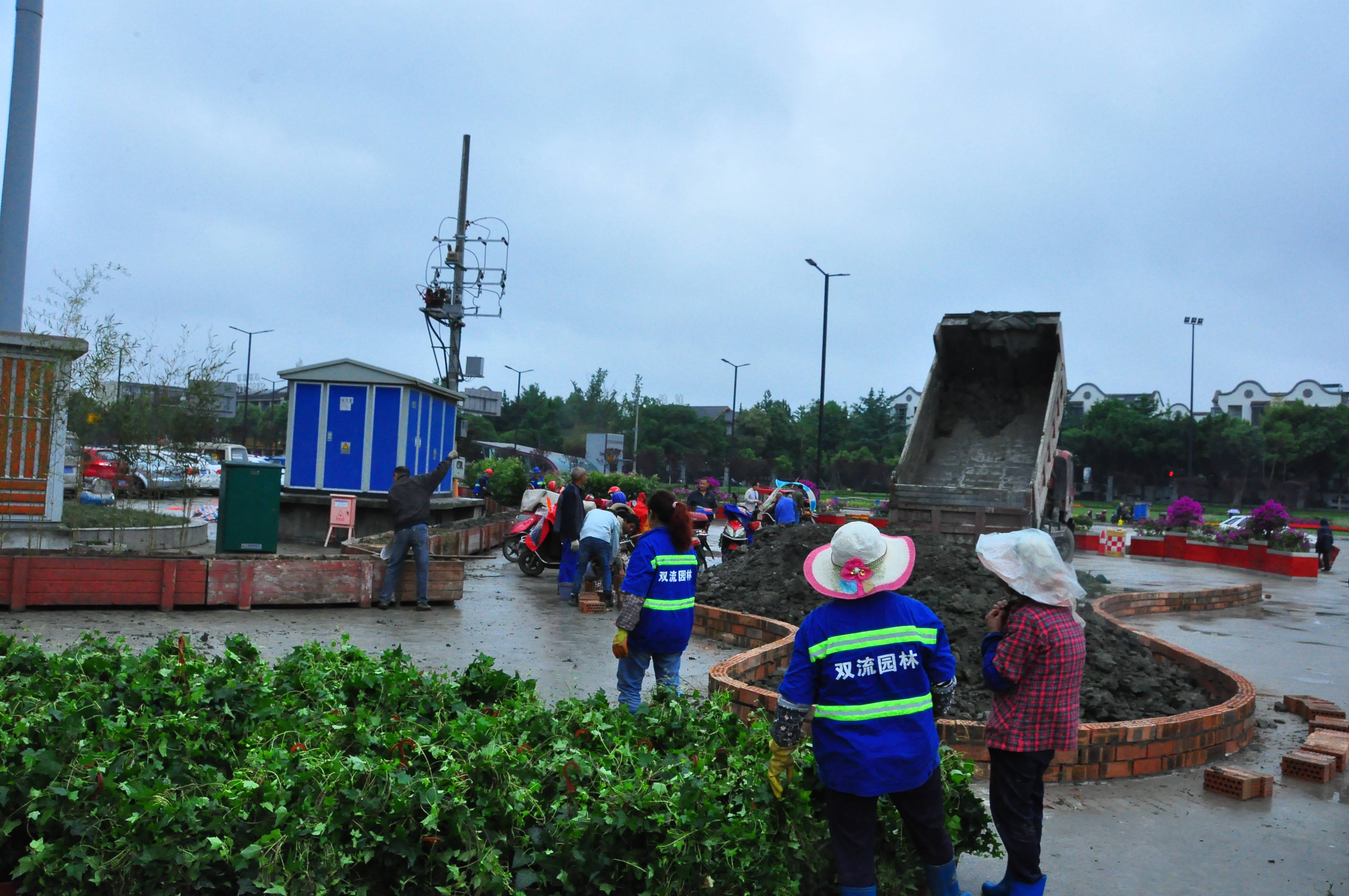 行道树“美容”、鲜花环绕.....双流的街道，你变了！