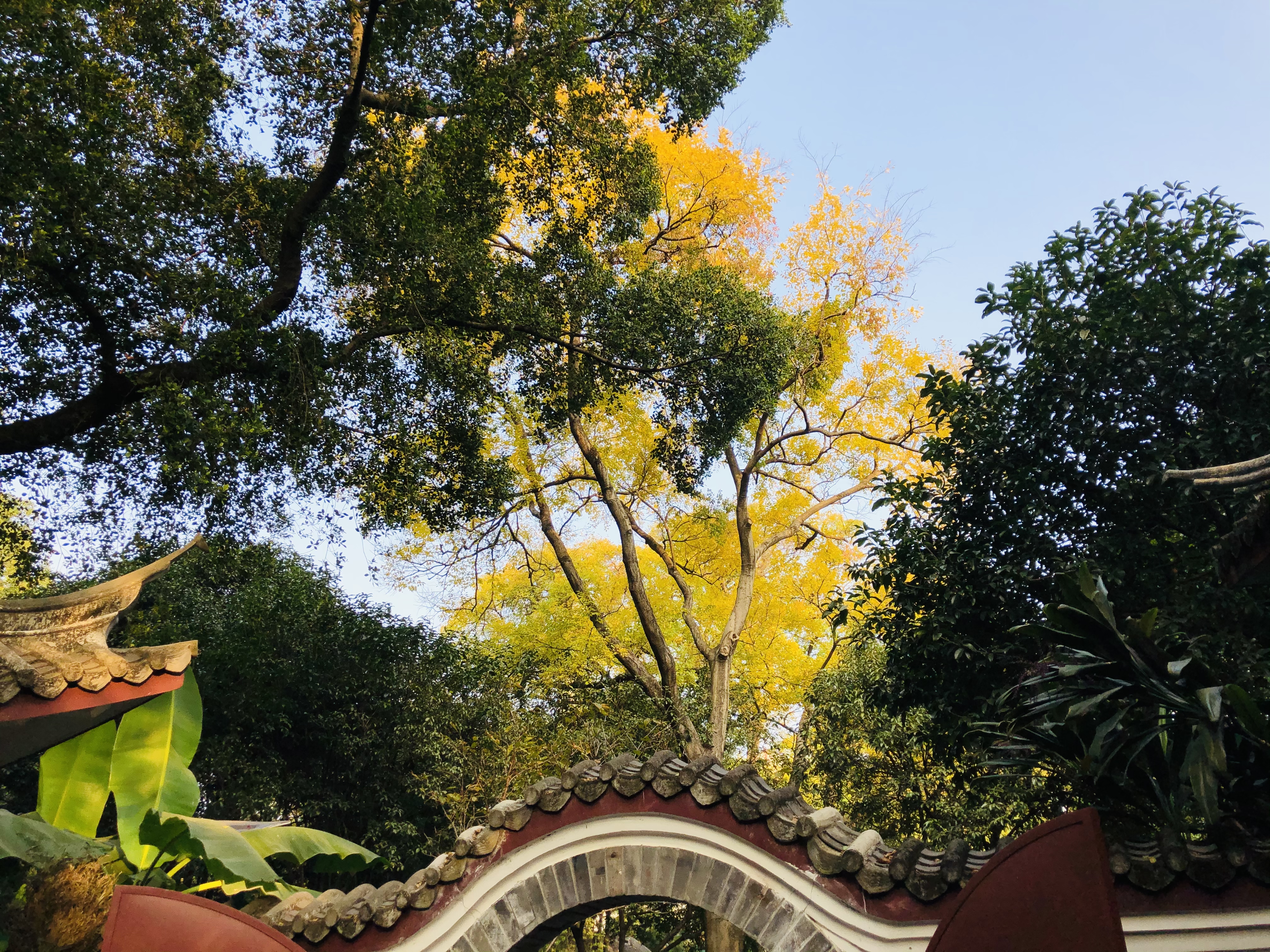 柳州的柳侯公园景色,柳州的秋天美景