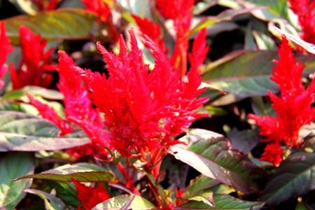 儿童画引导步骤,创意儿童画引导教程