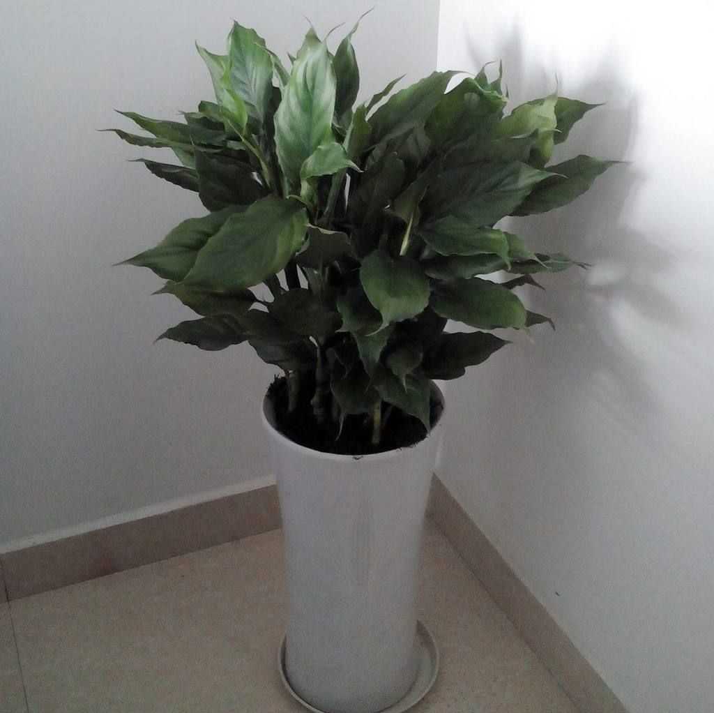 万年青烂根还有黄叶怎么解决,万年青枯叶子怎么办