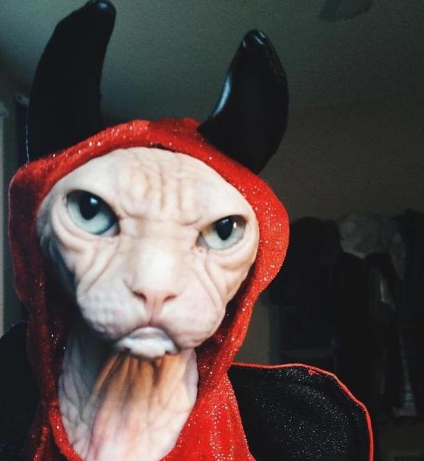 养一只无毛猫会怎么样,无毛猫是不是容易受伤