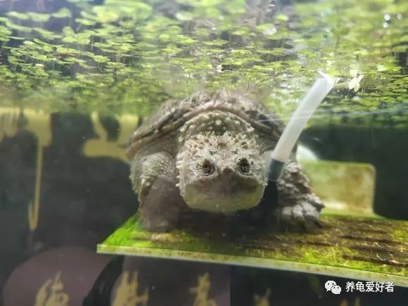 怎么培养龟的雄性,12公分的北美龟不凶怎么弄