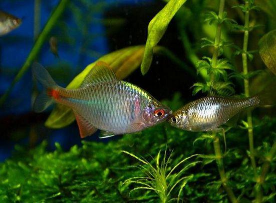 河蚌能放原生缸里养么,饲养小鱼的环境