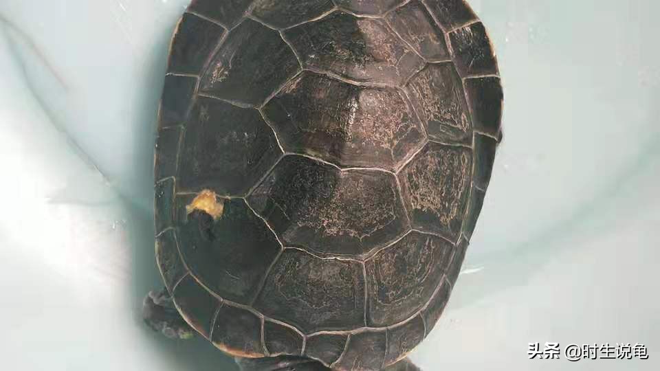 四种龟病的防治方法,养龟最容易得什么病