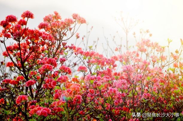 湖南浏阳市有多大,浏阳相当于长沙的一个区吗