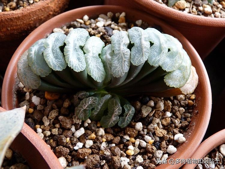 为什么现在多肉植物都很贵,为什么多肉这种植物这么贵