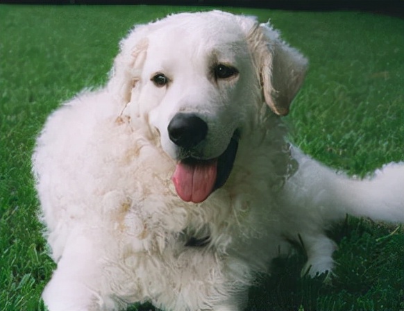 狗狗买什么品种最合适,怎么给狗狗选择宠物狗品种