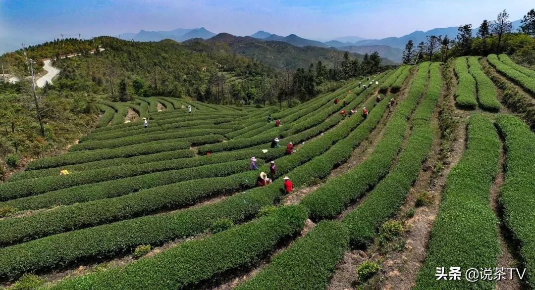 莆田郑宅茶叶,郑宅茶醇厚回甘