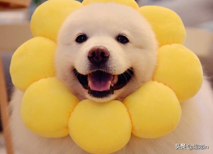 小区狗狗随处大小便怎么办,怎么让狗狗不随地大小便教程