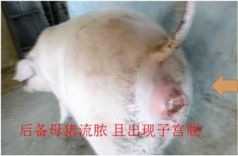 怀孕母猪霉菌毒素图片,怀孕母猪霉菌