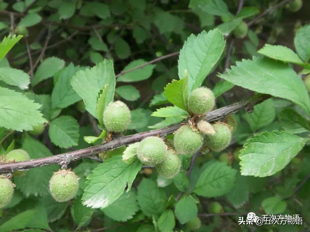 草莓上的小麻点是种子吗,草莓上的小麻点是什么呢