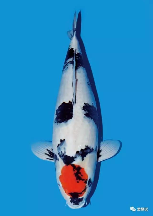 夏季鱼保存最佳方法,夏季鱼粮要注意补充这些