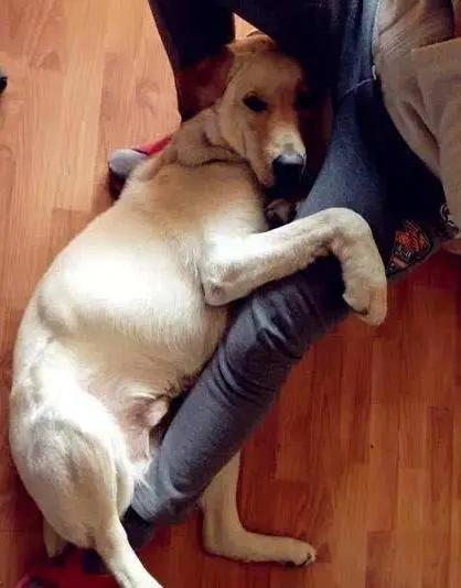 狗狗不停舔嘴巴舔鼻子,狗狗喜欢舔人的视频