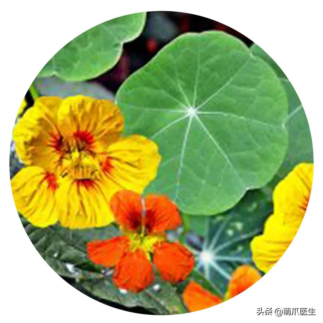 养了猫还适合养鹦鹉吗,养了猫还能养松鼠吗