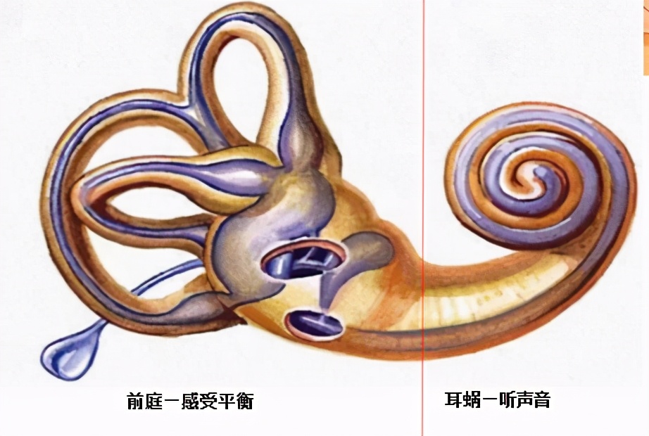 耳朵里面找金箍棒,耳朵里有定海神针怎么办