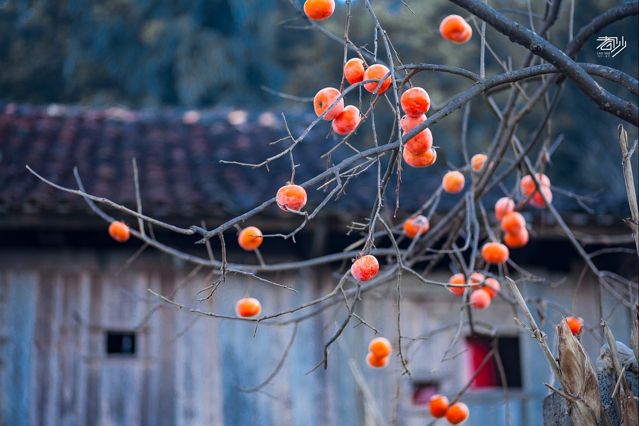 让你回忆一下小时候爬树摘果子,爬树摘石榴小时候的感觉