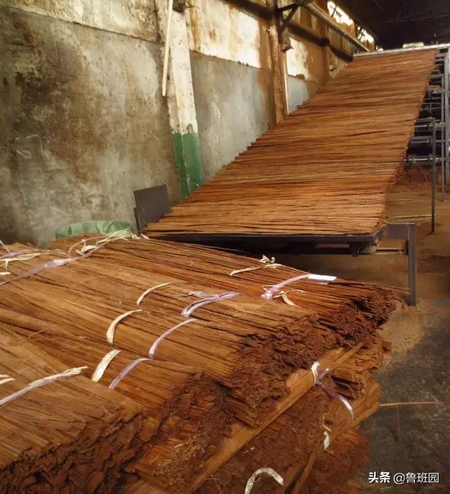 竹子怎么变异成龟甲竹,看竹子挖笋技巧