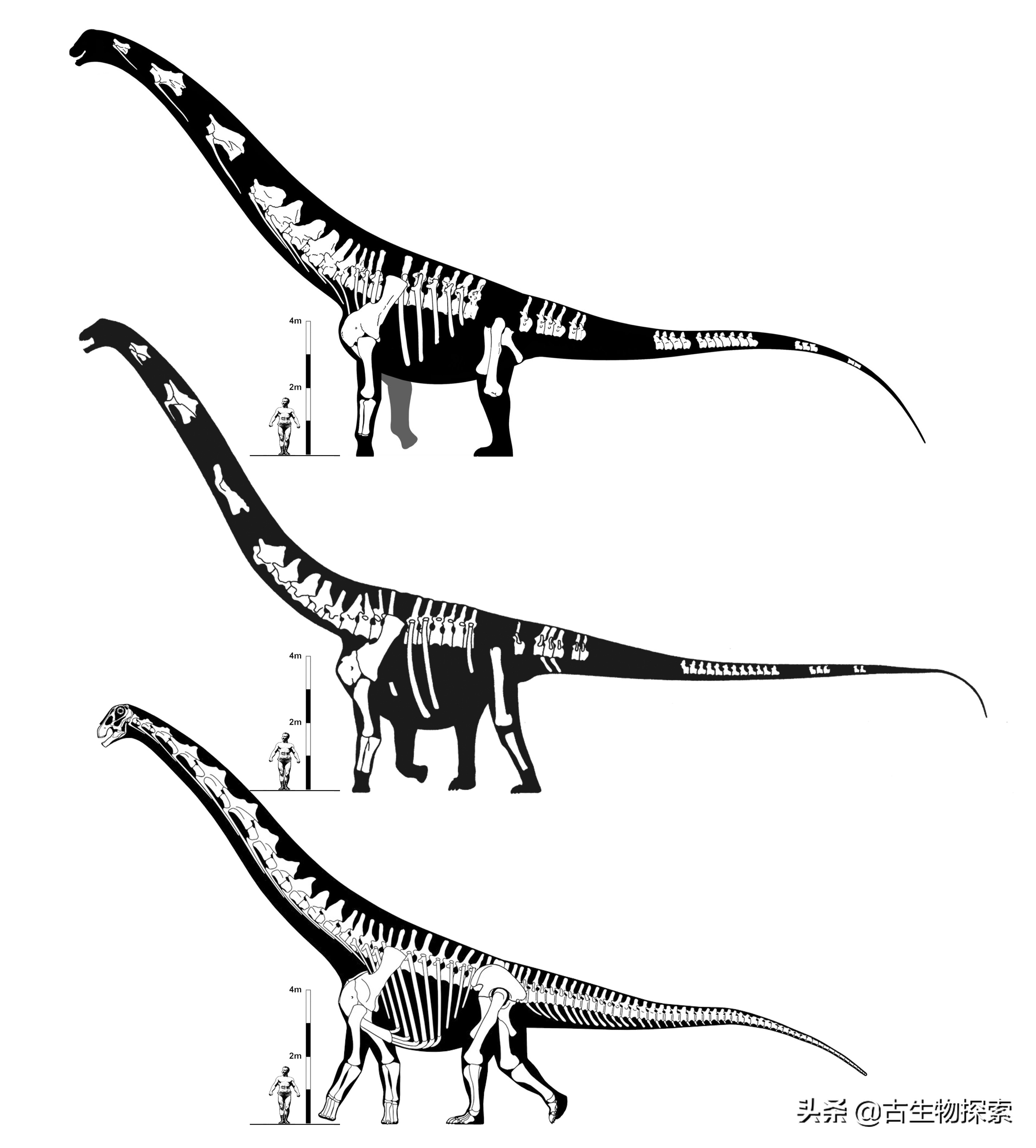巴塔哥尼亚的巨兽纪录片,巴塔哥泰坦龙介绍