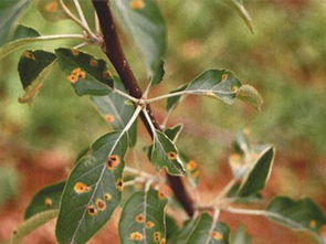 盛果期苹果修剪,红富士苹果冬季修剪口诀