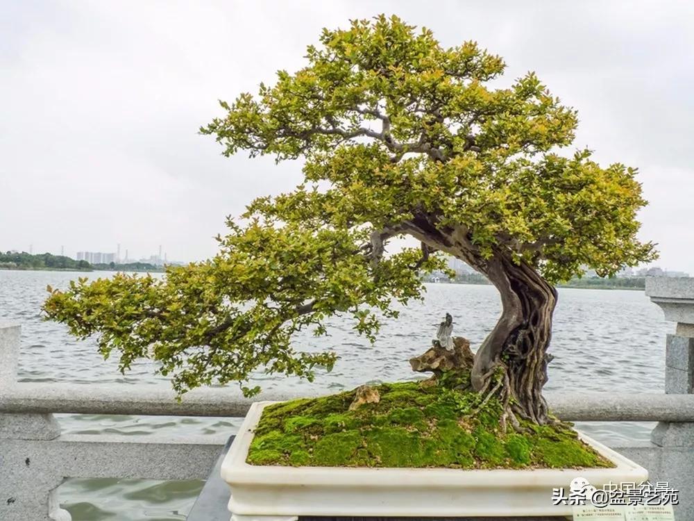 雀梅盆景艺术鉴赏图片,红芽雀梅盆景冬天怎么养护