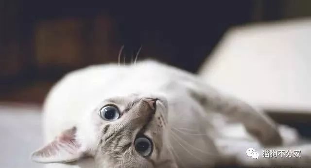 清理猫毛小妙招百洁布,怎样清理猫屎