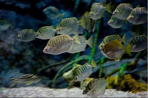 汽水鱼能不能纯海水养,汽水鱼可以用淡水长期饲养吗