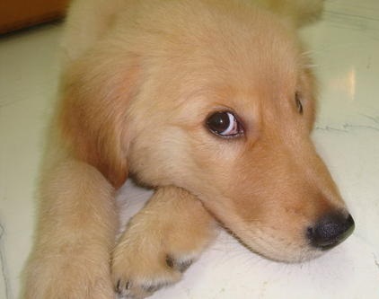 训练兴奋狗狗,训练犬的兴奋方法