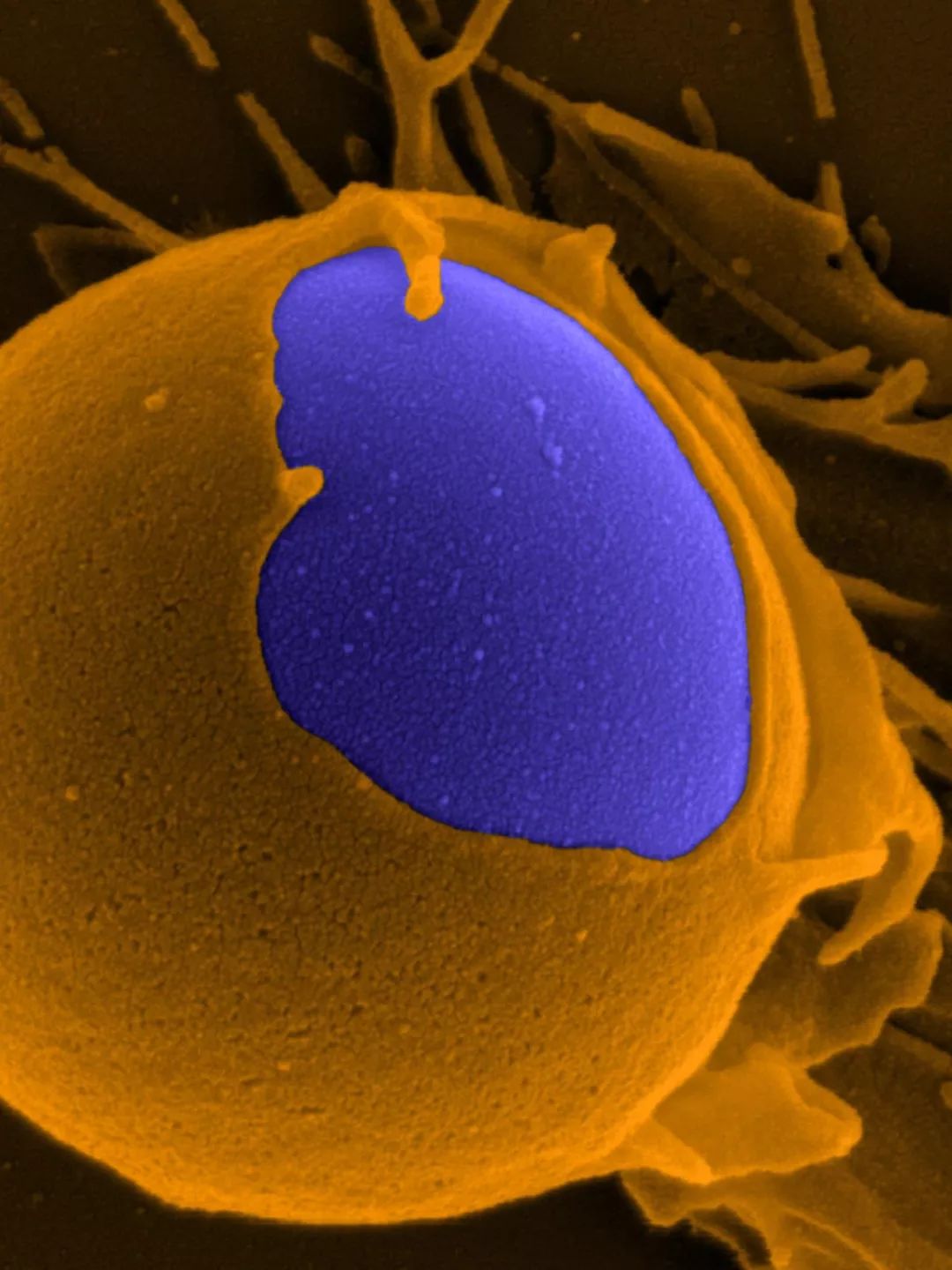 感染病毒后的168小时,你的体内都发生了什么?