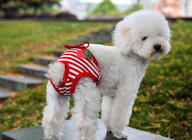 泰迪犬“生理期”怎么照顾?