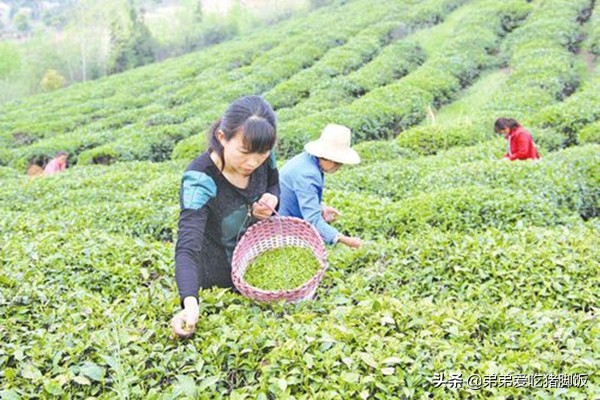 周巷凤凰茶,特产早知道江永香姜