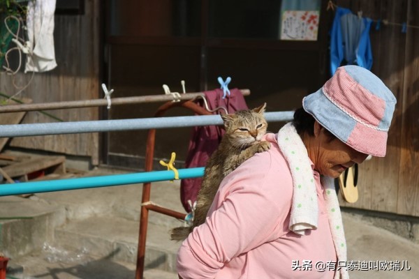 日本猫岛居民帮浪猫准备「御寒小屋」网：超暖心