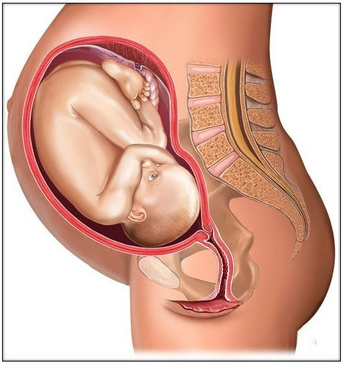 怀孕一到十个月胎儿图解,孕早期胎儿在肚子立体图