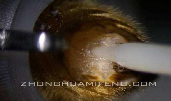 雄蜂精子怎么保存,蜂王体内有两种卵