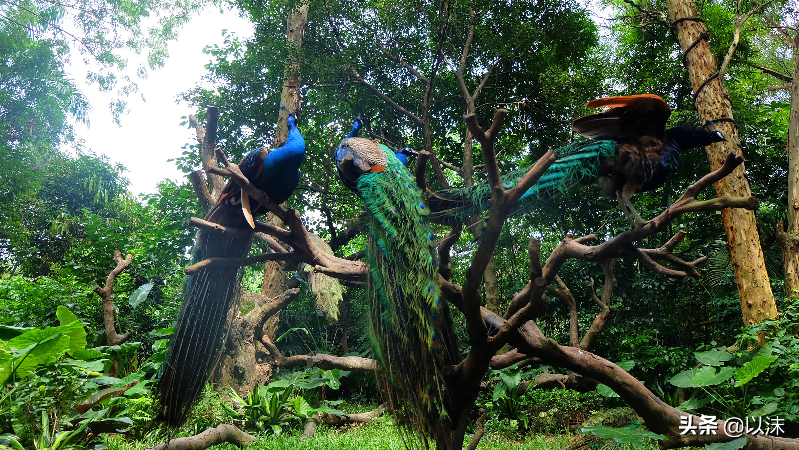 长隆野生动物世界游玩攻略,长隆野生动物世界带娃攻略