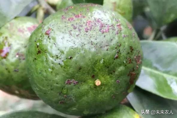 柑橘沙皮病图片大全,柑橘溃疡病果与砂皮病果的区别