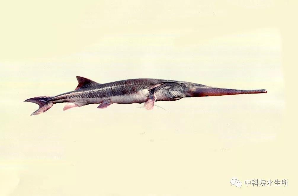 长江中下游有什么珍稀动物,生活在长江区域的珍稀动物有哪些