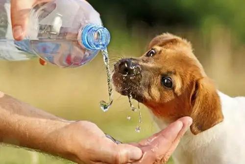 狗狗尿液正常但是滴血,狗狗尿液浓稠颜色偏绿