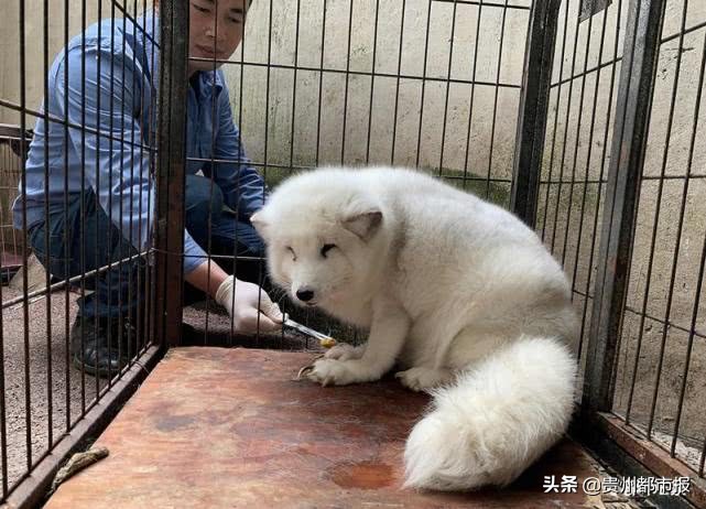 对“小狐狸”照顾不周？黔灵山动物园：已衰老无力磨爪，治疗中