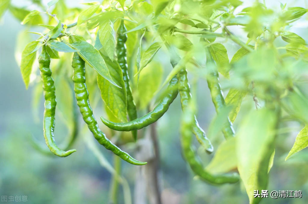 辣椒喝多了怎样才能不辣,苏打水对辣椒的用法