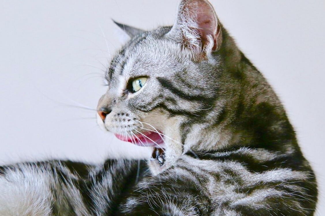 劝退一个想养美短猫的人,劝退养月季系列