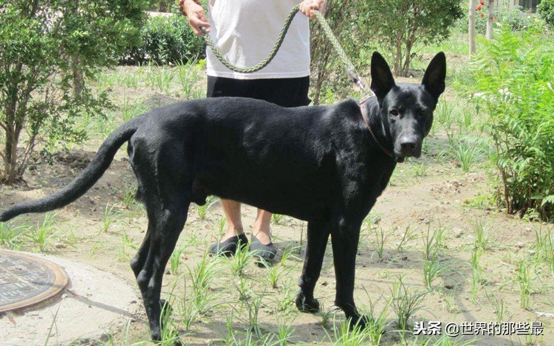 全球十大最凶猛犬类,全球最凶猛的狗排名