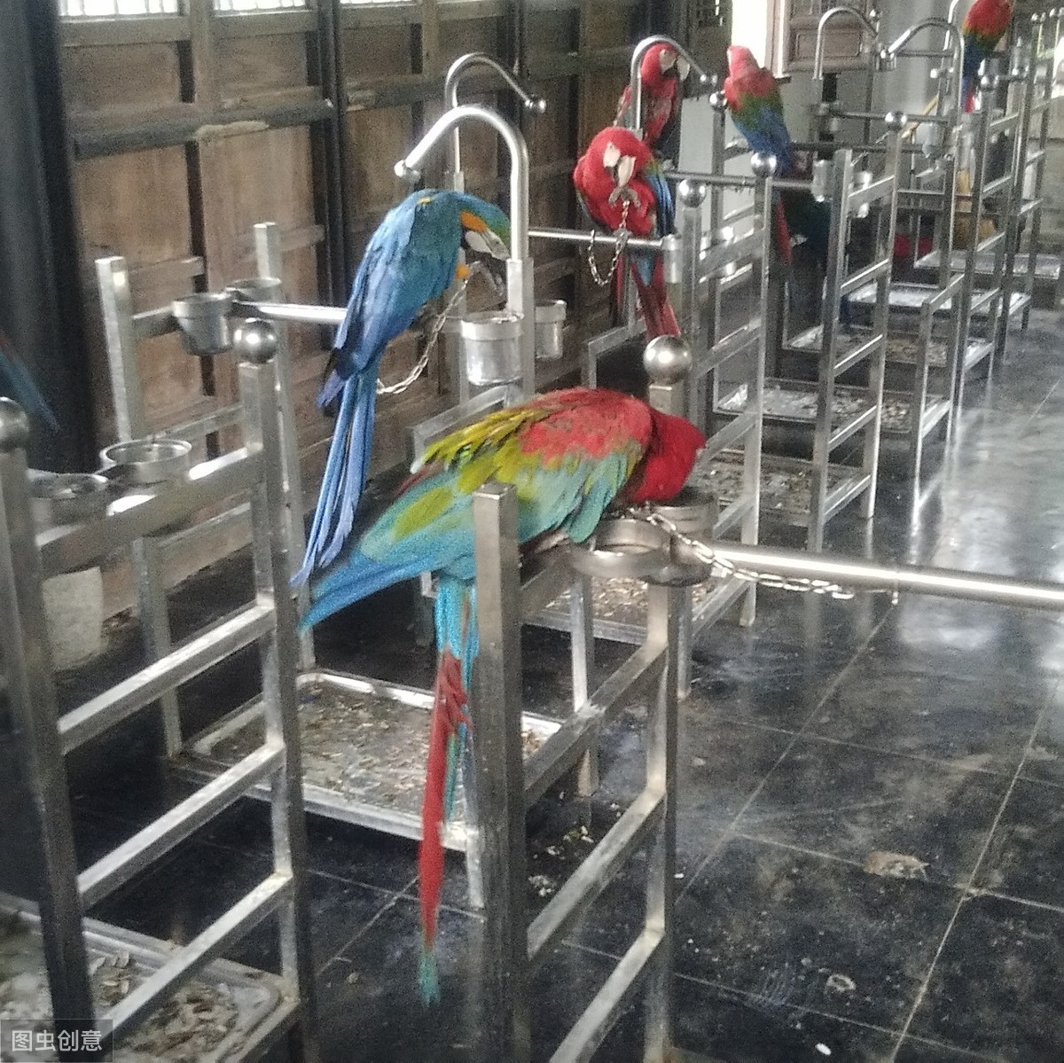 鹦鹉夏天驱虫的最好方法,玄凤鹦鹉除了驱虫还要注意哪些