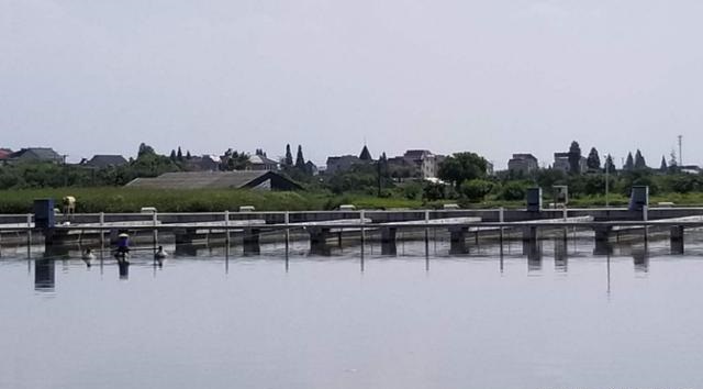 新型养鱼致富模式,养殖跑道养鱼养出新模式