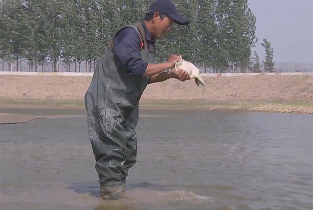 大棚养殖老鳖,大棚养鳖技术