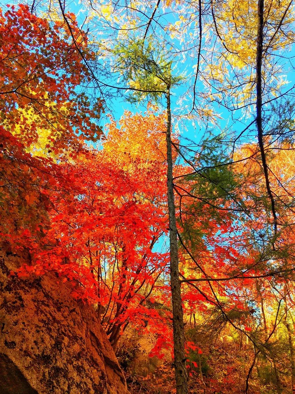 秋天来本溪赏枫叶,醉美枫叶季