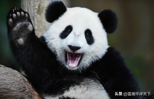 印度用的什么新冠疫苗,印度新冠疫苗全球多少国家采购