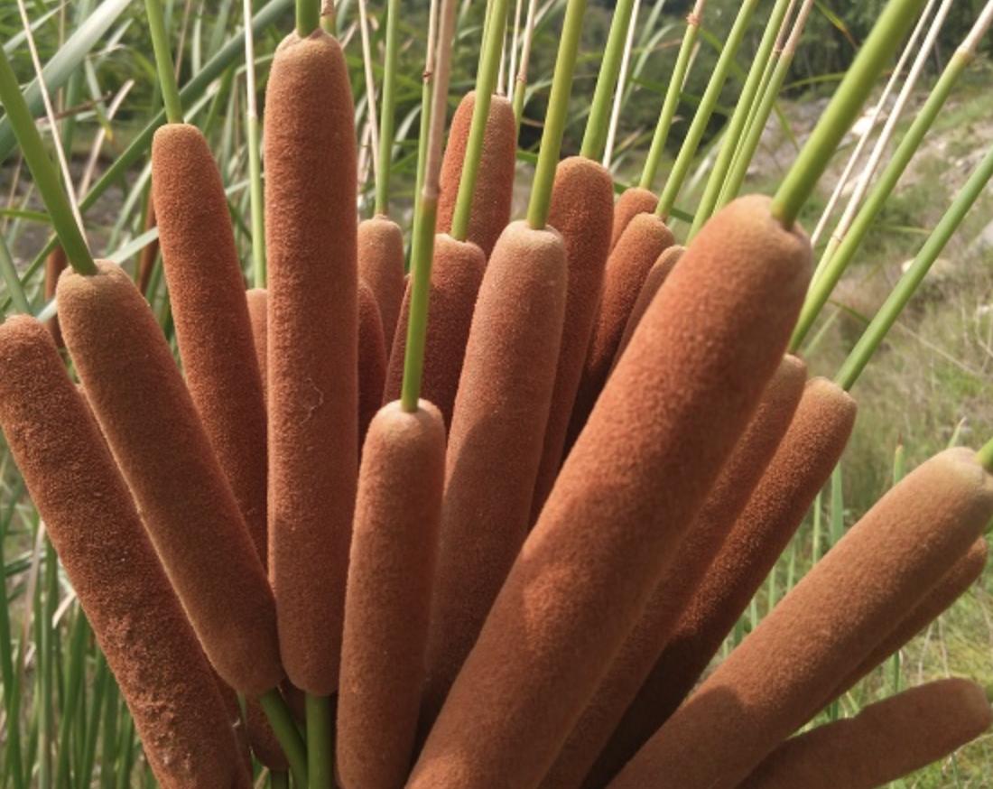 过年回老家长满杂草,回老家路上看到草一样的东西