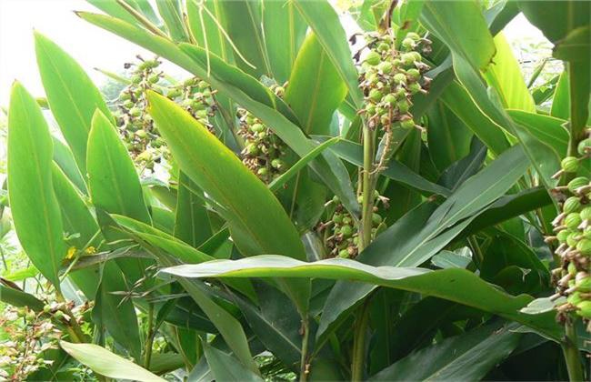 砂仁的种植条件,一起了解中药