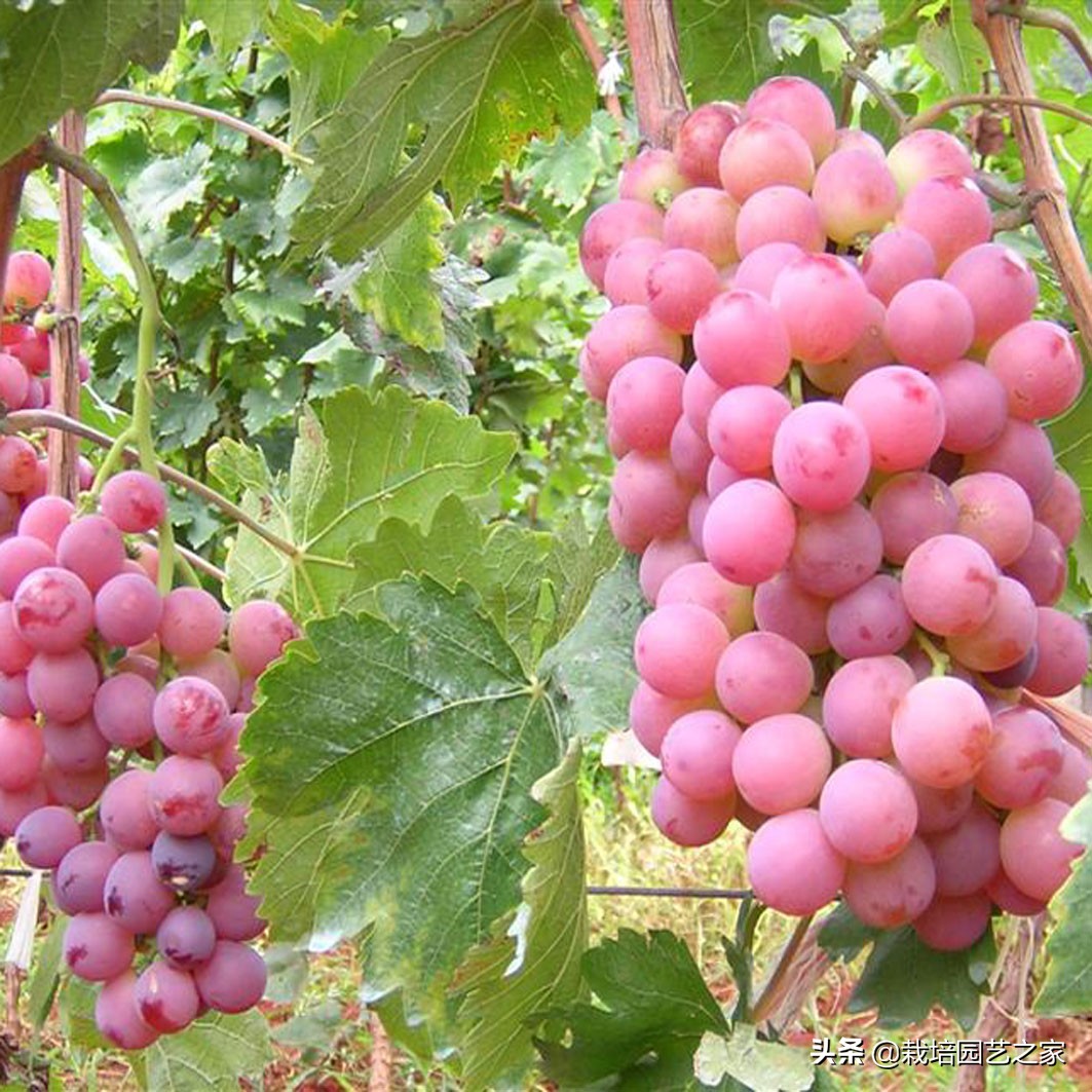 葡萄上色哪种最好,葡萄需要上色的有哪些品种